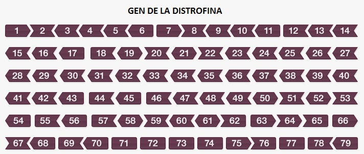 GEN-DE-LA-DISTROFINA