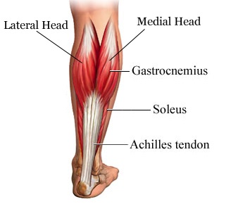gastrocnemius